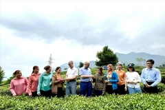 Una delegación de la Embajada de Canadá en Vietnam visita colinas de té en la provincia de Lai Chau. (Foto: VNA)