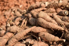 Tailandia es el principal exportador mundial de productos de yuca. (Foto: Correo de Bangkok)