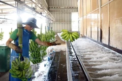 Un trabajador laosiano en una planta procesadora de plátanos de la empresa agrícola Nam Laos (Foto: VNA)