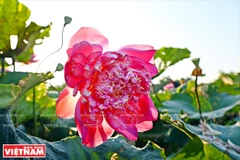 Los doce extraños lotos de la laguna de Ninh So 