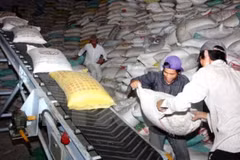 Filipinas realizará licitación para comprar 250 mil toneladas de arroz 