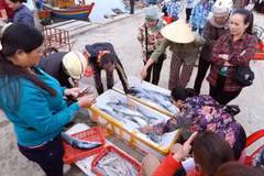Vietnam despliega medidas urgentes en respuesta a advertencia de EC sobre pesca ilegal