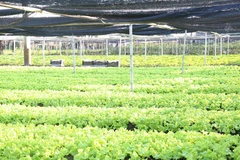 Vietnam y Países Bajos robustecen cooperación en agricultura