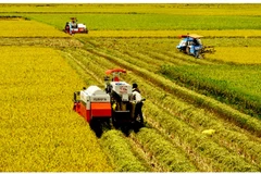 Provincias del Delta del Mekong de Vietnam e India amplían cooperación agrícola