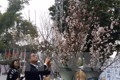Amor a flores, hilo que enlaza a pueblos de Vietnam y Japón