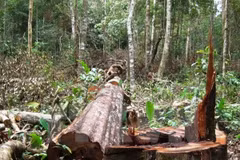 Provincia vietnamita de Bac Giang refuerza protección forestal