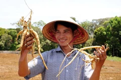 UE financia proyecto de gestión de plantas medicinales tradicionales en provincia vietnamita
