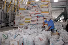 Exportación de arroz vietnamita prevé alcanzar 5,2 millones de toneladas en 2017