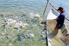 Vietnam lanza nuevo programa para monitorear pescados exportados a EE.UU.