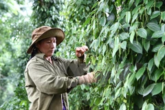 Empresas japonesas invierten en agricultura orgánica en Vietnam
