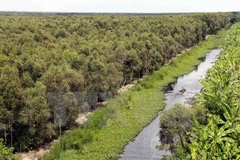 Vietnam promueve el desarrollo sostenible de los bosques