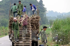 Provincia vietnamita construirá casas para pobladores de minorías étnicas