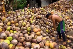 Indonesia ingresa 900 millones de dólares de exportaciones de coco