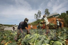 Vietnam reconoce a campesinos destacados en proceso nacional de renovación
