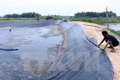 Vietnam planea elevar superficie de arenal destinado a cría de camarones