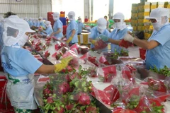 Vietnam envía primer lote de pitahaya a Australia