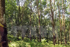 Firman Vietnam y Laos contrato de cultivo y procesamiento de caucho