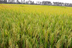 Localidad vietnamita y empresa australiana cooperan en exportaciones de arroz