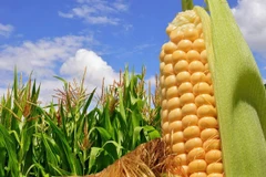 Vietnam y EE.UU. impulsan nexos en cooperación agrícola 