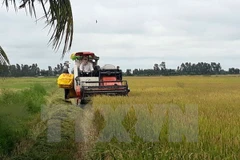 Sector agrícola por alcanzar meta de crecimiento de 3,5 por ciento este año 