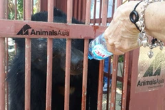 Rescatan a dos osos tibetanos en provincia altiplánica de Vietnam