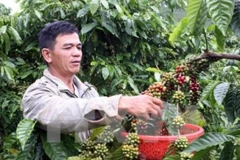 Café robusta de Buon Ma Thuot presente en numerosos países 