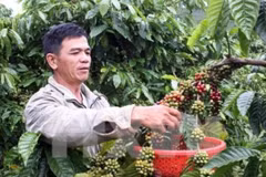 Café robusta de Buon Ma Thuot presente en numerosos países 