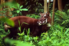 Fundarán en Vietnam el primer centro de multiplicación del Saola