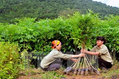 Plantan siete mil árboles en humedal de Lang Sen