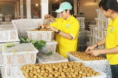 Un viaje a provincia vietnamita de Hung Yen, el “reino del longán”