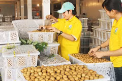 Un viaje a provincia vietnamita de Hung Yen, el “reino del longán”