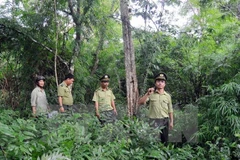 Vietnam: único país en la región con incremento de tasa de cobertura forestal