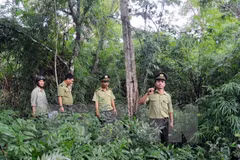 Vietnam: único país en la región con incremento de tasa de cobertura forestal