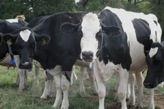 Fiebre aftosa brota en Camboya