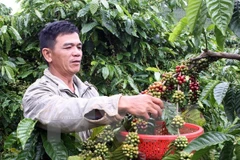 Organizarán en provincia vietnamita festivales del café y de cultura de Altiplanicie