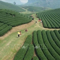 Colinas de té de Moc Chau – Un destino atractivo para los turistas