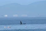 Ballena avistada en Nha Trang. (Fuente: VNA)