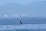 Ballena avistada en Nha Trang. (Fuente: VNA)
