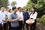 El Ministro de Agricultura y Medio Ambiente, Do Duc Duy, el presidente del Comité Popular Provincial, Nguyen Viet Oanh, y los delegados visitaron el modelo de producción de exportación de lichi en la comuna de Phuc Hoa, distrito de Tan Yen. (Foto: ITN)