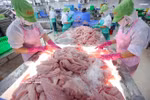 Clasificación y congelación de filetes de pangasius para su exportación en la planta de la empresa Go Dang Tien Giang. (Fuente: VNA)