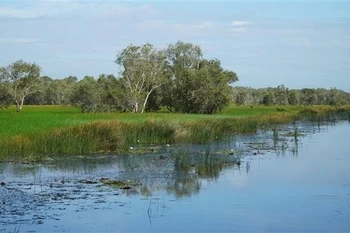 Restauran el ecosistema de humedales en Parque Nacional Tram Chim 