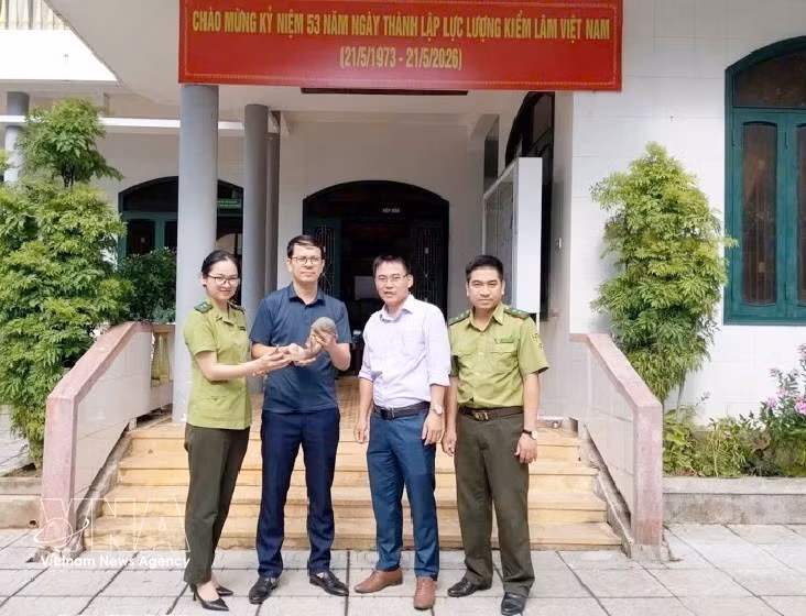 La recepción del pangolín de Java en el Comité Popular de la comuna de Huong Hiep (Foto: VNA) 