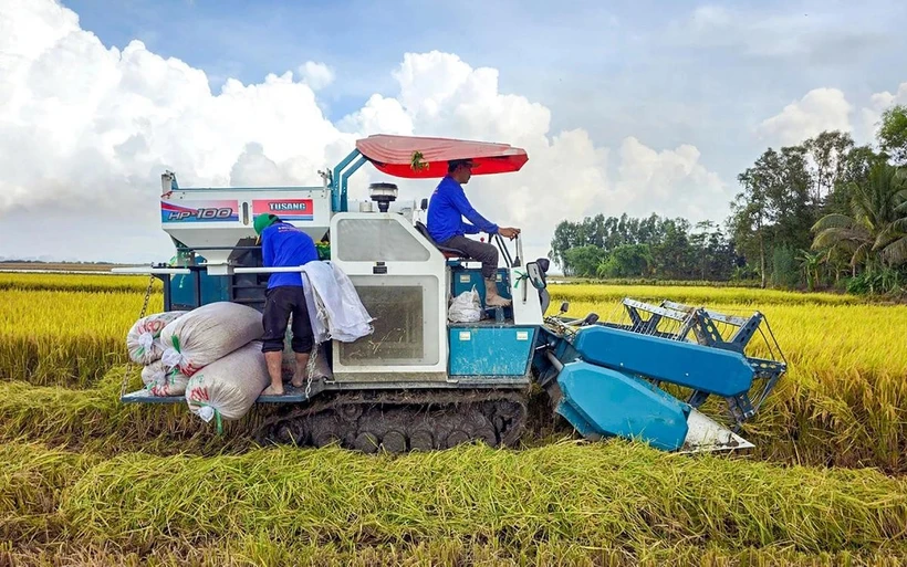 La cosecha del arroz en la ciudad de Can Tho (Fuente: tuoitre.vn) 