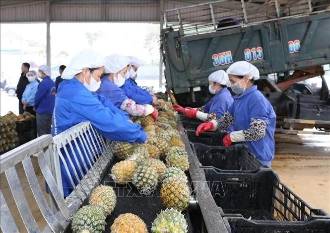 En una empresa de exportación de productos agrícolas en la provincia de Ninh Binh. (Fuente: VNA) 