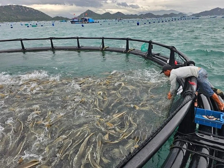 El proyecto piloto de acuicultura en alta mar de alta tecnología en la provincia de Khanh Hoa. (Fuente: baochinhphu.vn)