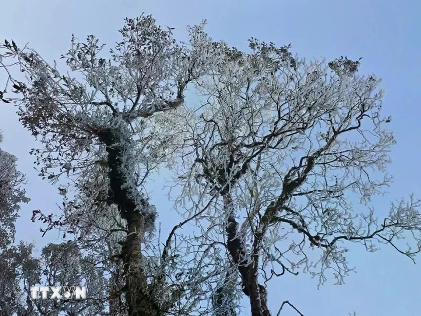 Aparece nieve en la cima de la montaña Ta Xua (Fuente: VNA)