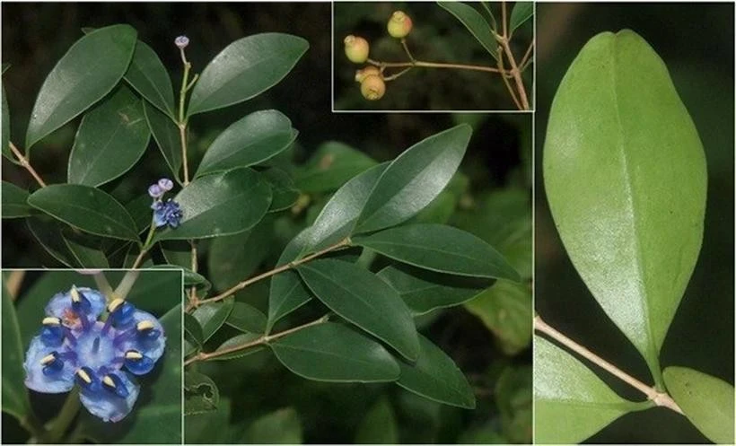 Sam cuong dai, una de las tres nuevas especies descubiertas recientemente en el Parque Nacional de Nui Chua (Fuente: Instituto de Biología Tropical) 