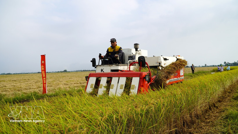 Promueven del cultivo de arroz de bajas emisiones vinculado al crecimiento verde en el Delta de Mekong (Foto: VNA)