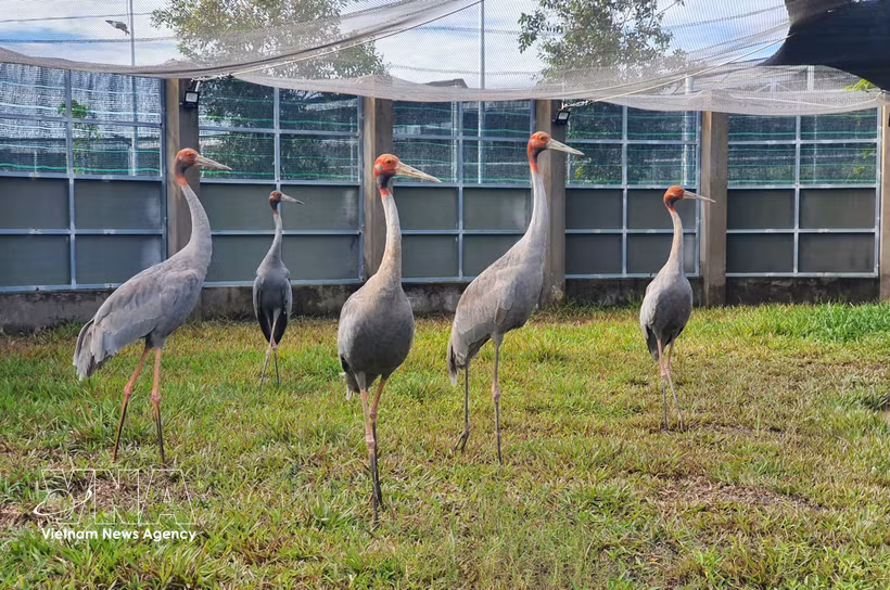 Las grullas de cabeza roja en el Parque Nacional Tram Chim, provincia de Dong Thap (Foto: VNA)