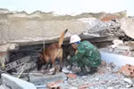 Se llevan perros de servicio al lugar. (Foto: VNA)